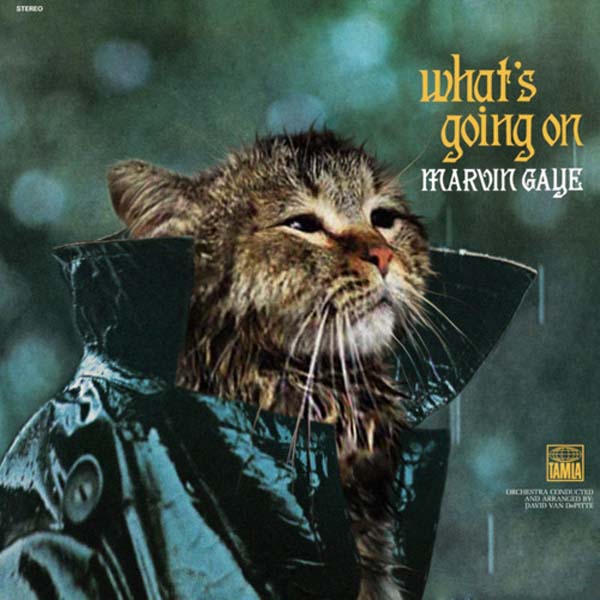28 Kittens On Album Covers NME