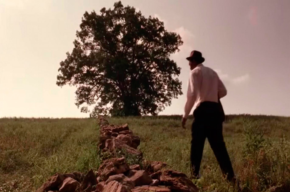 The 'Shawshank Redemption' tree is no more