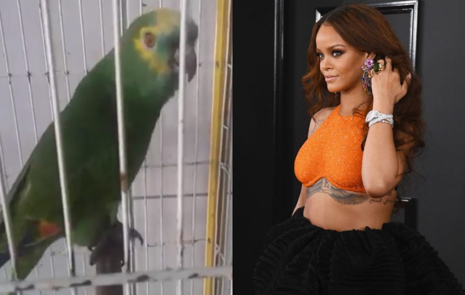 Rihanna and her Brazilian parrot fan