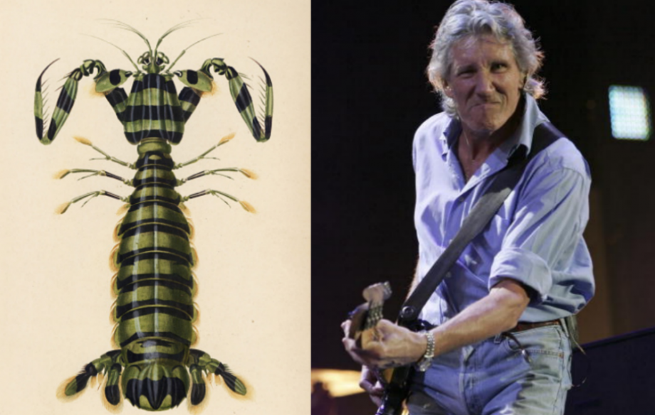 A shrimp and Roger Waters