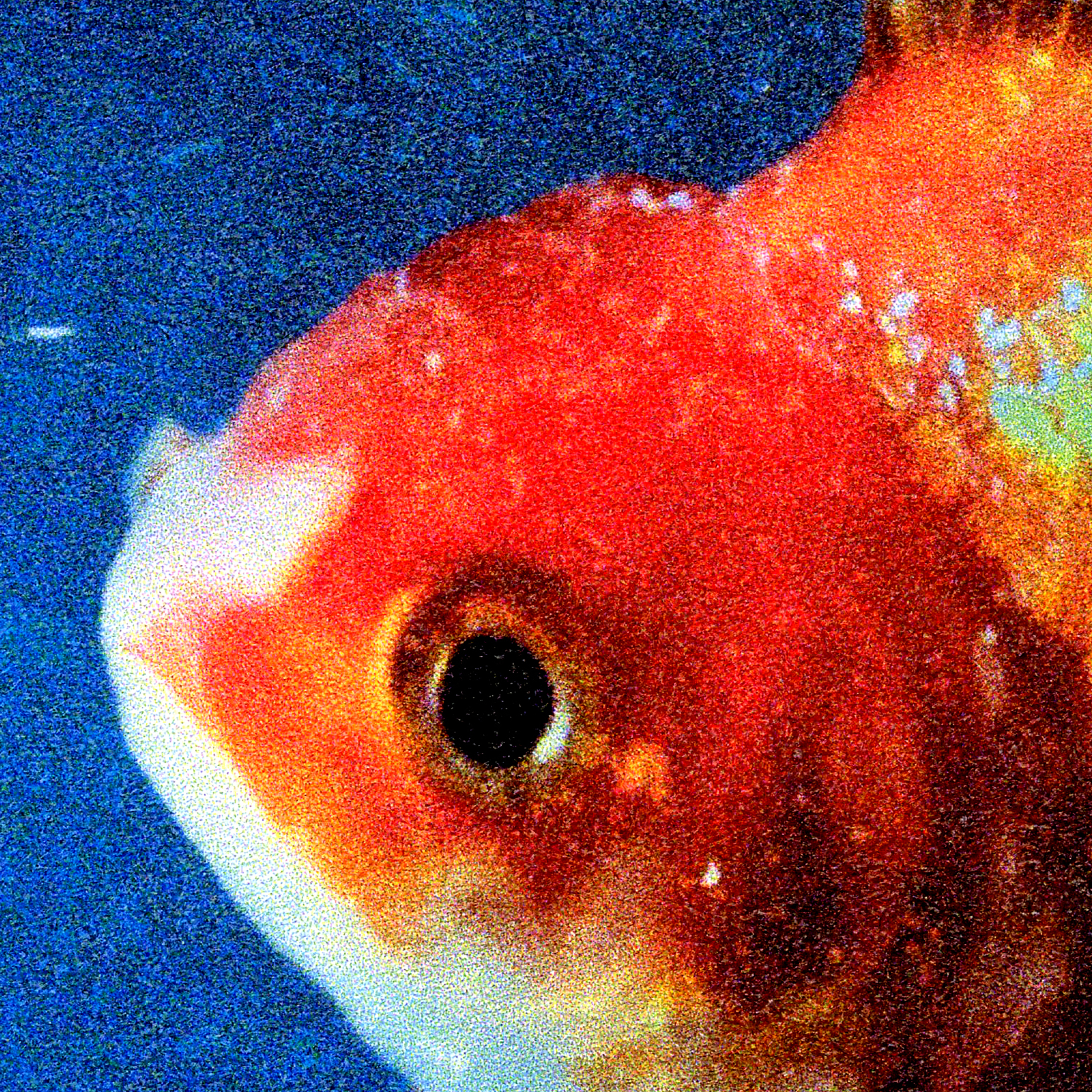 BIG FISH THEORY