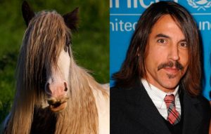 The ultimate collection of animals that look like celebrities