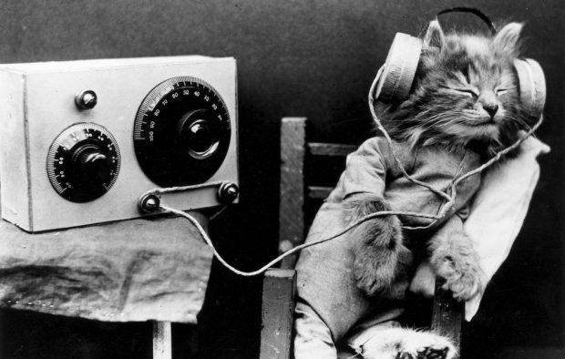 Radio Cat