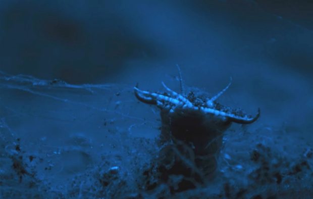 Bobbit, Blue Planet, David Attenborough