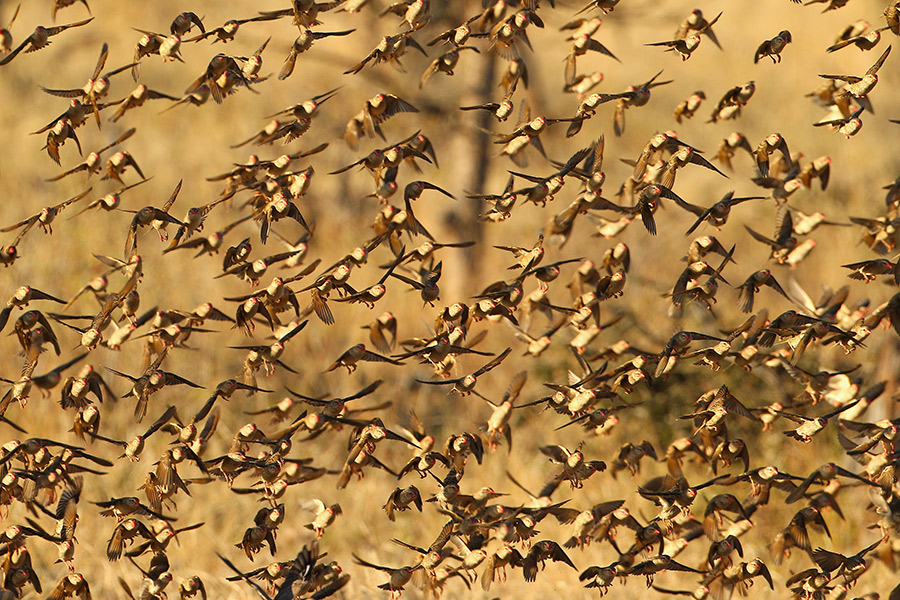 “A canopy of red billed quelea/passed over the blue” – 'Pusher'