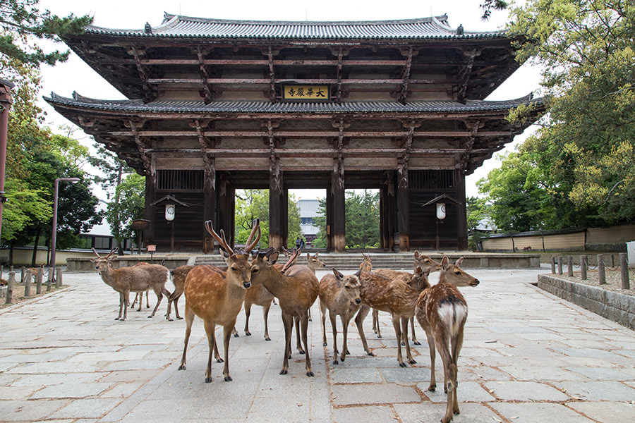 “To be a deer in Nara” – 'Nara'