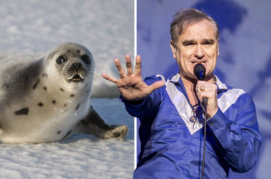 Morrissey vs Canada