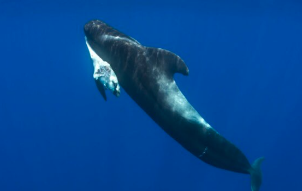 'Blue Planet II' viewers left shocked after heartbreaking 